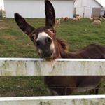 Profile Picture of Chris Whitely (@chris.whitely) on Instagram