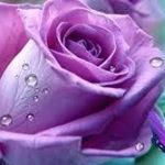 Profile Picture of Kim Hardman (@hardmankim) on Instagram