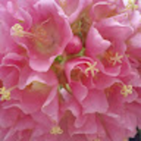 Profile Picture of Christine Croswell (@christinecroswe) on Poshmark