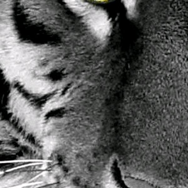 Profile Picture of Tony Becerra (@tonybecerra0) on Tiktok