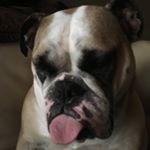 Profile Picture of Jason Buffer (@beernbeef) on Instagram