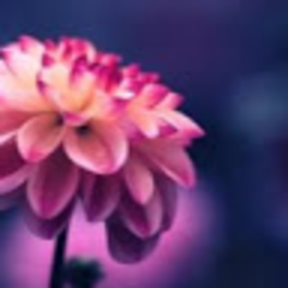 Profile Picture of Phynix Hulsemann (@phynix06) on Poshmark