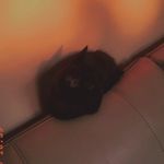 Profile Picture of Anii (@panther.the.black.kitten) on Instagram