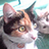 Profile Picture of Lucy Perrone-Wetherick (@kittenschmoo) on Flickr