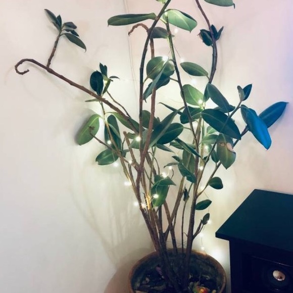 Profile Picture of Mike Castro (@michelangelo34) on Poshmark