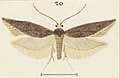 Profile Picture of Kiwaia hippeison Wikipedia