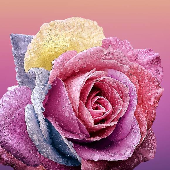 Profile Picture of Saida Hachami (@saadia_hachami) on Poshmark