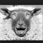 Profile Picture of Andrew Weaver and Aspen White (@cheer_sheep) on Instagram