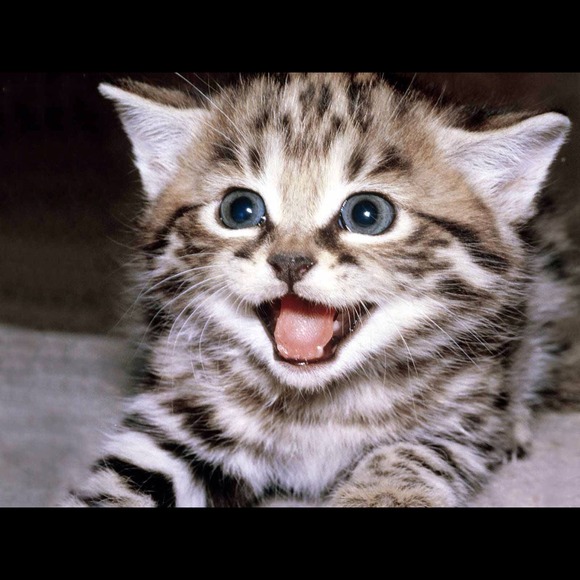 Profile Picture of Madeline Garrison (@madeline1234) on Poshmark