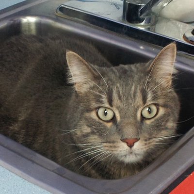 Profile Picture of Alice Jester (@alicejester) on Twitter