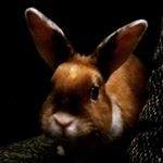 Profile Picture of lea.ruppel (@lea.ruppel12) on Instagram