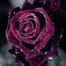 Profile Picture of Tanya Awalt-Leet (@awaltleet) on Pinterest
