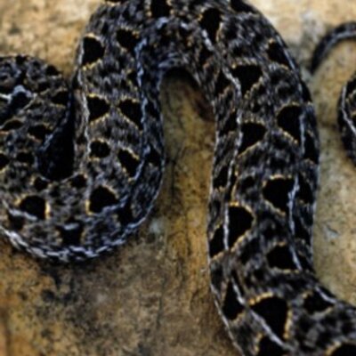 Profile Picture of AndrewDuffel (@ADuffel8) on Twitter