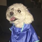 Profile Picture of marc lamontagne (@depanneurdaddy) on Instagram