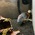 Profile Picture of Shepherd Keyden (@Shepherd-Keyden) on Facebook