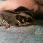 Profile Picture of Bonnie Humphreys Mitchell (@bonniesd53) on Instagram