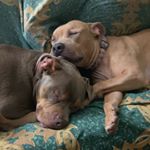 Profile Picture of Matthew Ojeda (@pawsandwags19) on Instagram
