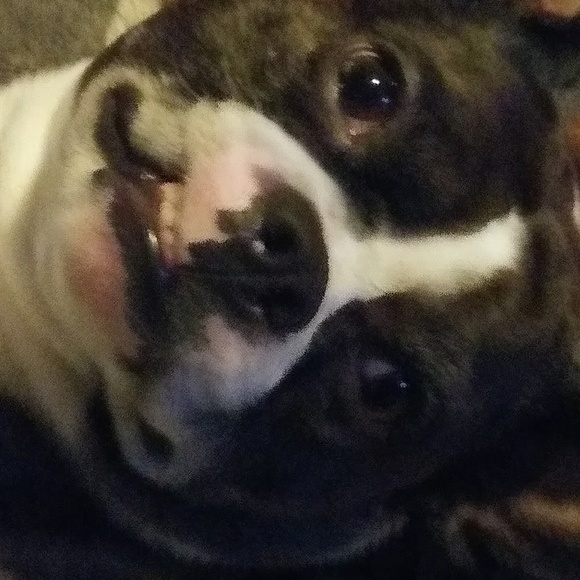 Profile Picture of Jennifer Getchius (@cadalynchloe) on Poshmark