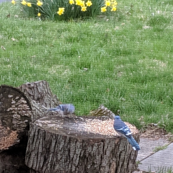 Profile Picture of Jessica Foster (@jessiejess04) on Poshmark