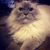 Profile Picture of Bailey Watson (@bailey-watson-12) on Quora