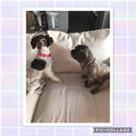 Profile Picture of Chewy and Thelma (@chewy_thelma_fam) on Instagram