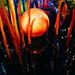 Profile Picture of Peter Minck (@bowlingshoe99) on Pinterest