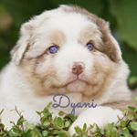 Profile Picture of Iris Hansen (@darshiva1965) on Instagram