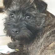 Profile Picture of Sepp Schatteman (@seppschatteman) on Youtube