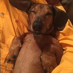 Profile Picture of Nimrod_SausageDog (@michaeljamesmelnyk) on Instagram