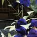 Profile Picture of Paula Schurrock (@schurrock) on Pinterest