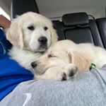 Profile Picture of Lila, Duncan & Haylie (@adventuresof.ldh) on Instagram