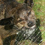 Profile Picture of Lisa Abram-Profeta (@lisa_ap) on Instagram