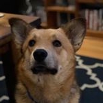 Profile Photo of Walter (@walterthegoldencorgi) on Instagram