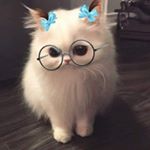 Profile Picture of Anam chaudhry (@anamch789) on Instagram