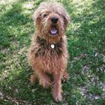 Profile Picture of James Cairney (@james_cairney_3) on Instagram