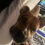 Profile Picture of Josie Whitelock (@Josie-Whitelock) on Facebook