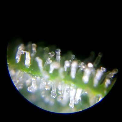 Profile Picture of Paul Plattner (@paulsplattner) on Twitter