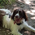 Profile Picture of Henry Everingham (@henryscruffypup) on Instagram