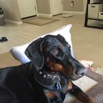 Profile Picture of Jodi Gee (@just_sayin_7) on Instagram