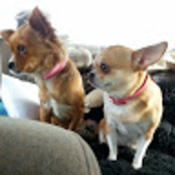 Profile Picture of Meri Custard (@mericustard) on Poshmark