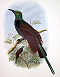 Profile Picture of Bensbach's bird-of-paradiseon Wikipedia