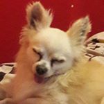 teddy tong - Instagram Profile Picture of teddy tong (@teddy_1778) on Instagram