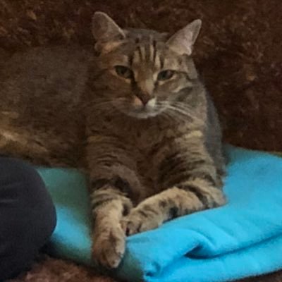 Profile Picture of Mayan Shah (@bmwmayan) on Twitter