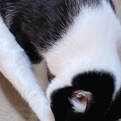 Profile Picture of  🏝 (@Miu_HaRmIk) on Twitter