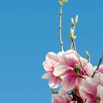 Profile Picture of Carla Rafael (@Carla-Rafael) on Facebook