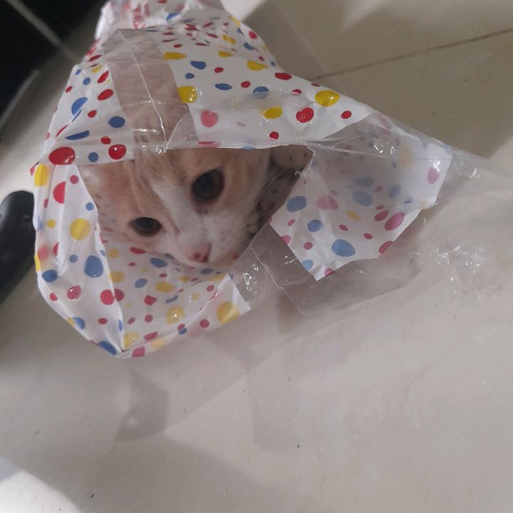 Profile Picture of Andrew Bronza (@andrew.bronza) on Tiktok