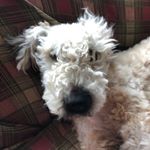 Profile Picture of Buddy The Wheaten Terrier (@buddytheadorablewheaten) on Instagram