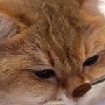 Profile Picture of Michael Scott Cluck (@narto_19728_mine) on Instagram