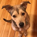 Profile Picture of Olive Mouse Puppy Davis (@olive_mousepuppy_davis) on Instagram