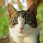 Profile Picture of Alex Martins (@alexmart45) on Flickr